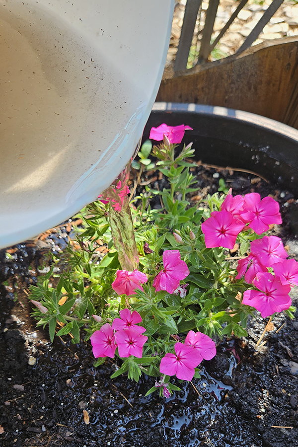 Compost tea being poured over pink flowers