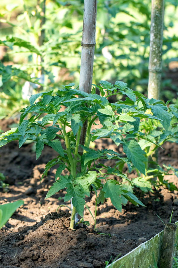 bare soil around tomato plants - growing tomatoes