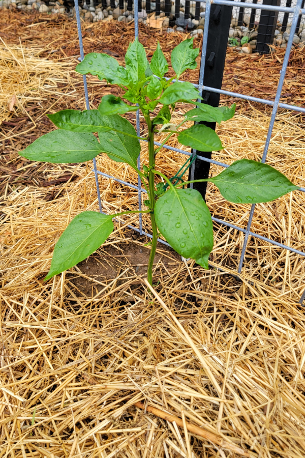 Young pepper plant
