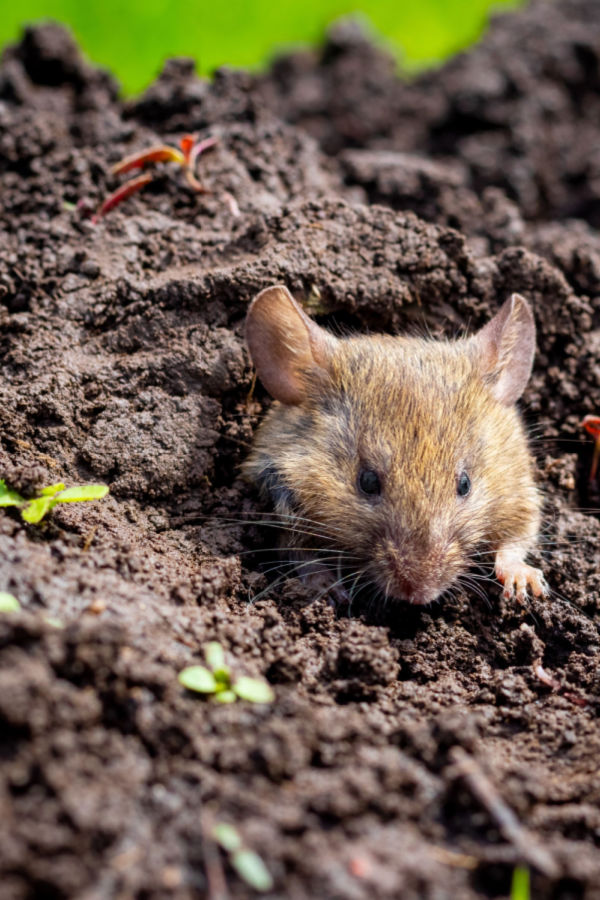 keep mice out of the garden