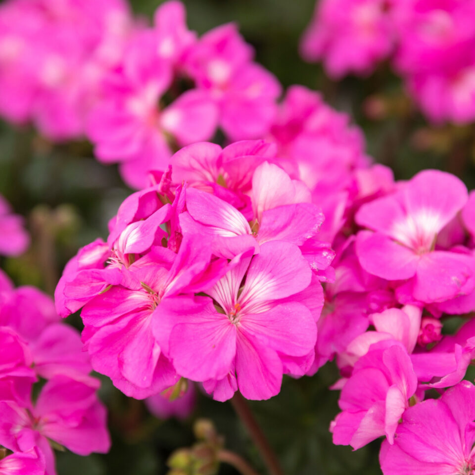 How To Fertilize Geraniums Keep Your Geraniums Flowering Big!