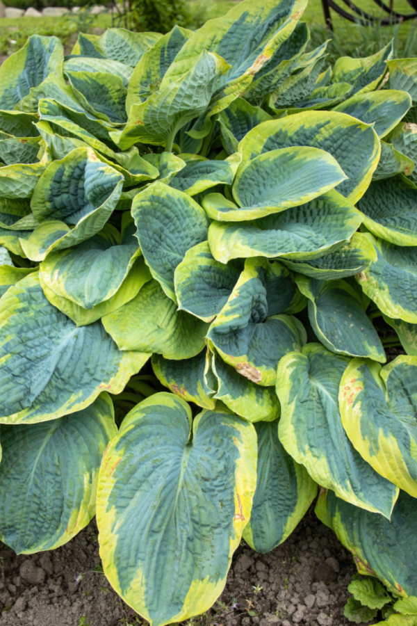 divide hosta in the summer - How To Keep Hostas Safe From Insects & Other Pests