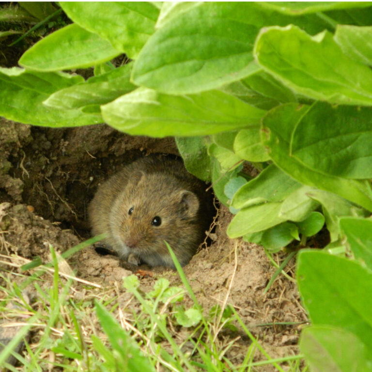 How To Keep Mice Out Of The Garden! 3 Secrets To Success!