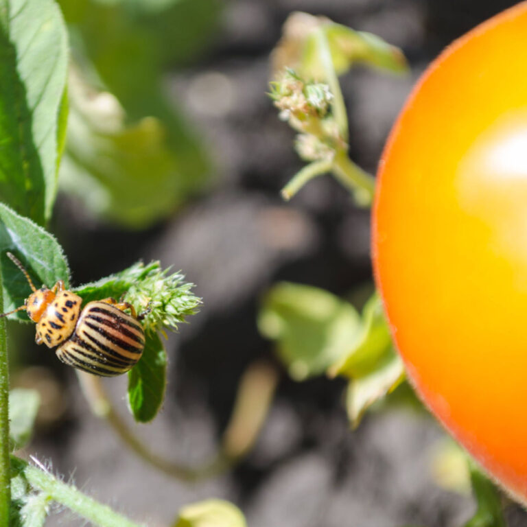 get rid of potato beetles