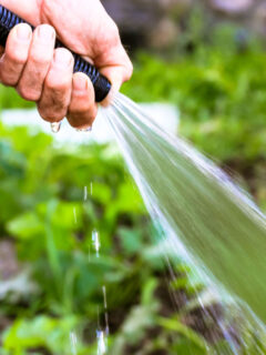 mistakes watering a vegetable garden