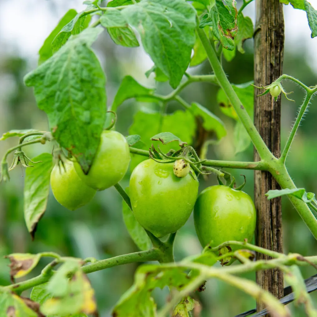 tomato growing mistakes