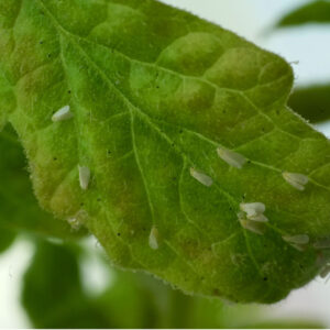 How To Keep Whiteflies Off Tomato Plants – Keep Plants Safe!