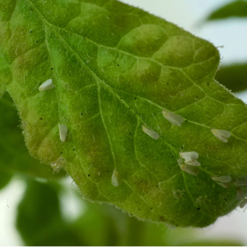 How To Keep Whiteflies Off Tomato Plants – Keep Plants Safe!