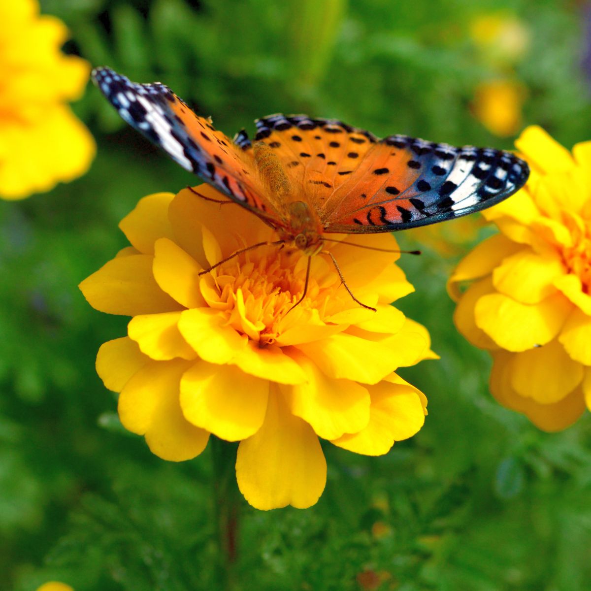 How To Attract Butterflies To Your Flower Beds, Garden & Yard