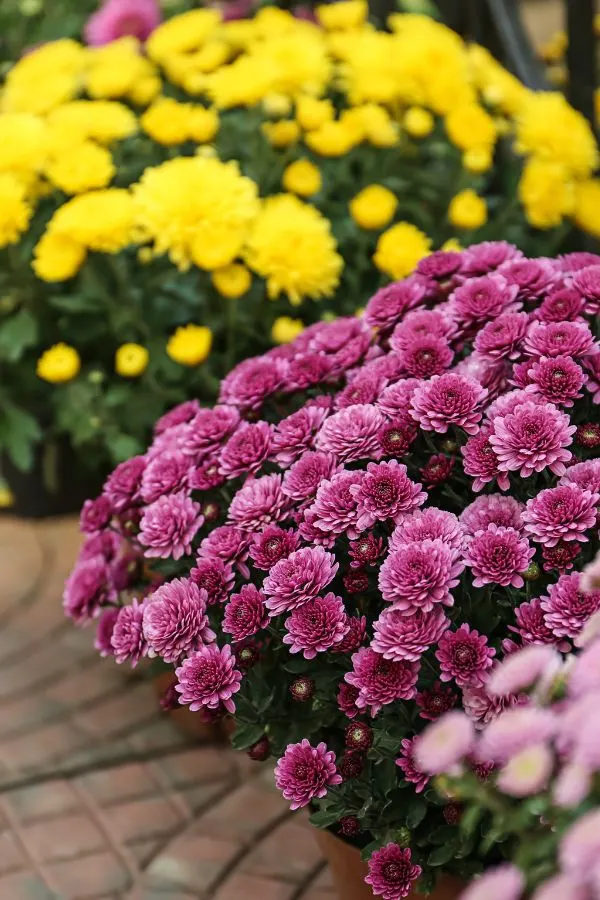 Chrysanthemums also contain natural mosquito repellent found in many commercial products.