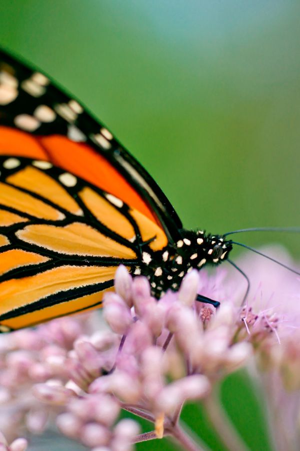 How To Attract Butterflies To Your Flower Beds & Garden - Joe Pye Weed