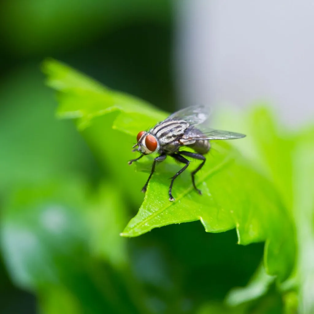 How to Keep Flies Away From Your Porch, Patio and Deck