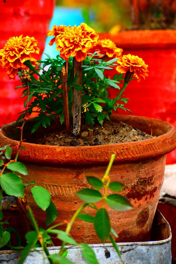 Potted marigolds keep mosquitos away