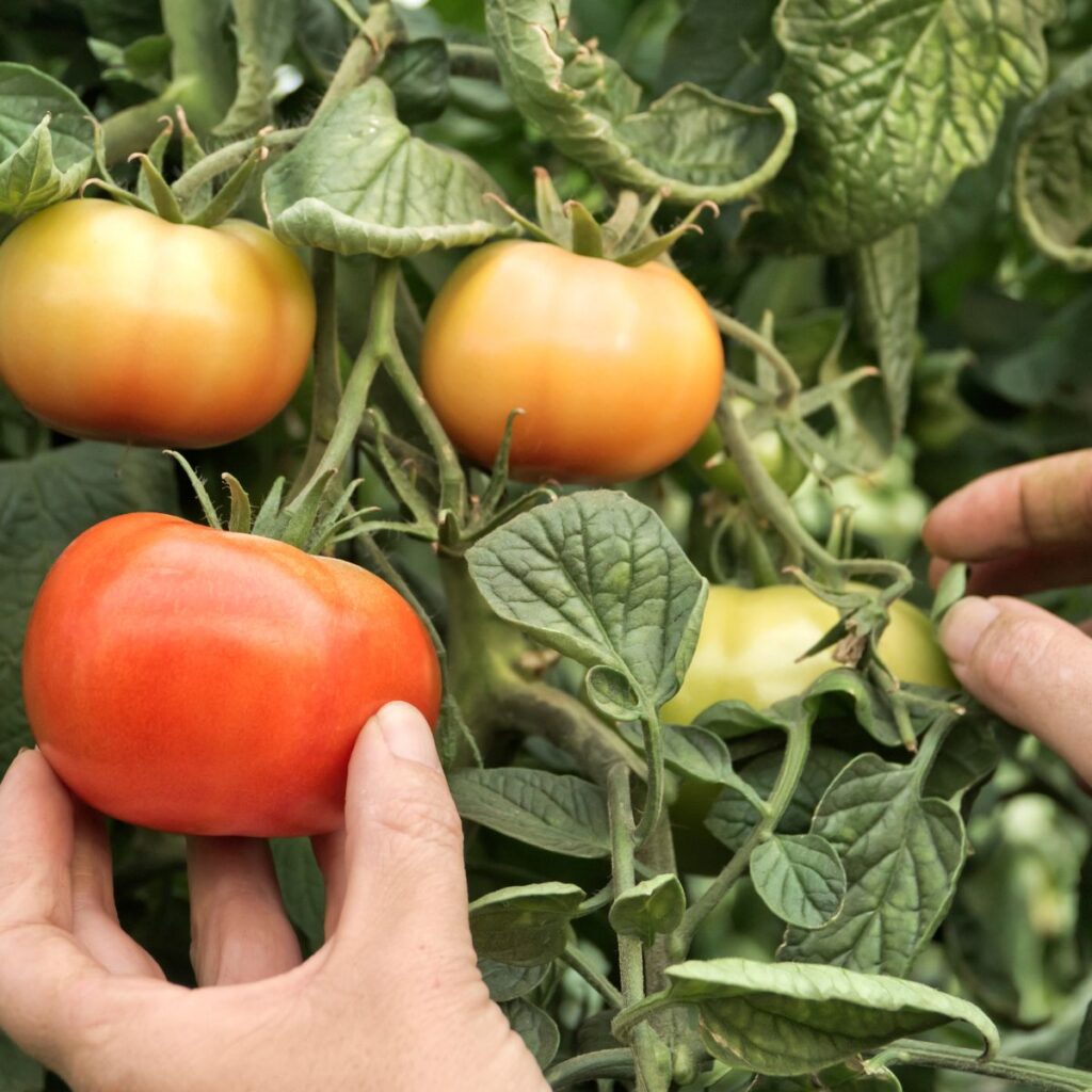 ripening tomatoes - when to pick