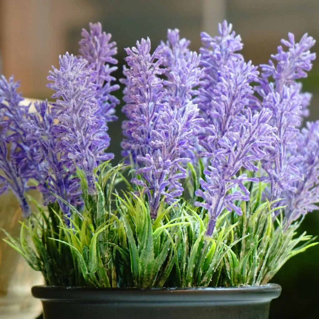 Lavender - how to keep mosquitos away from your patio