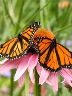 how to attract monarch butterflies