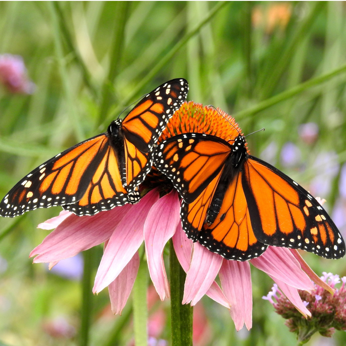 How To Attract Monarch Butterflies 10 Plants Monarchs Love!