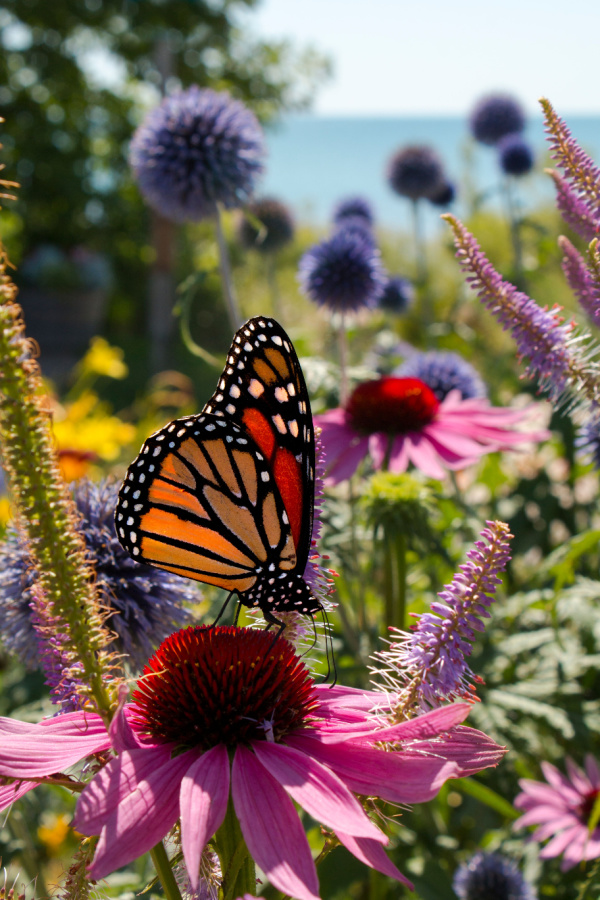 coneflower - how to attract monarch butterflies