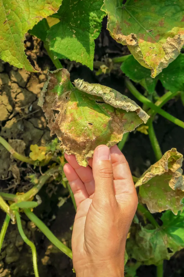 replanting cucumbers with seed - replacing damaged cucumbers