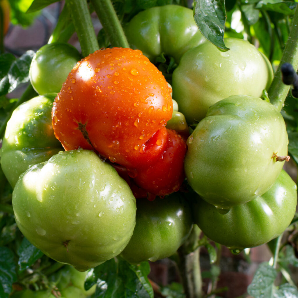 fertilize tomatoes in the summer