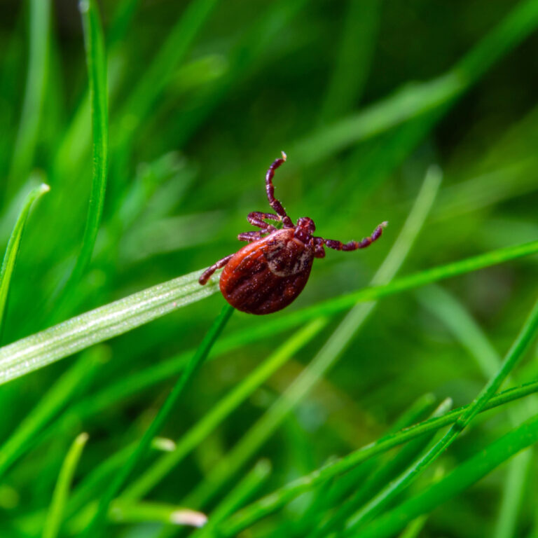 how to get rid of ticks
