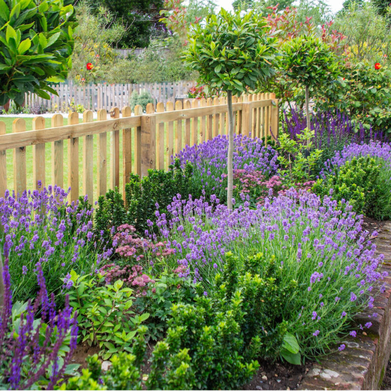 growing lavender