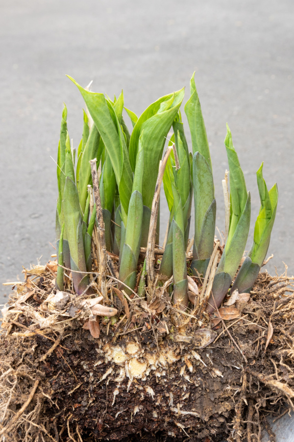 hosta division