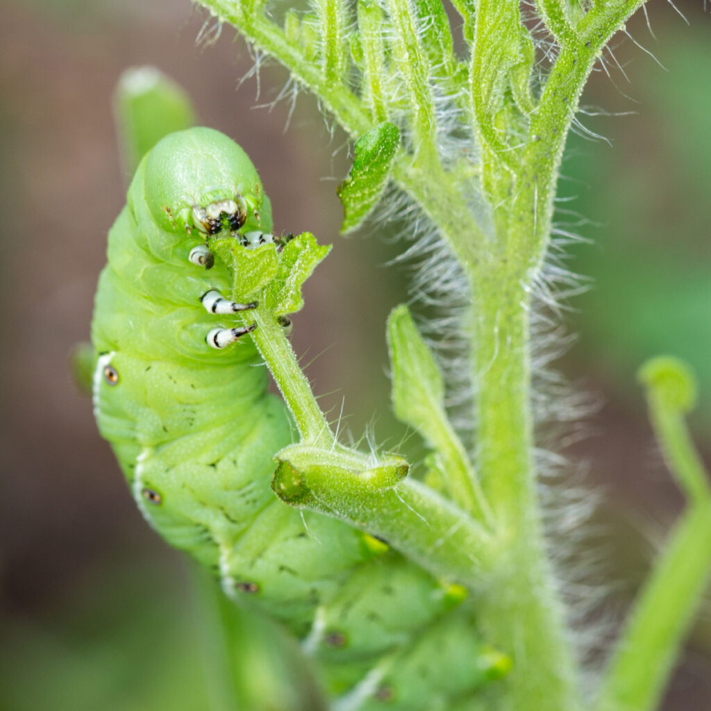 how to find tomato hornworms