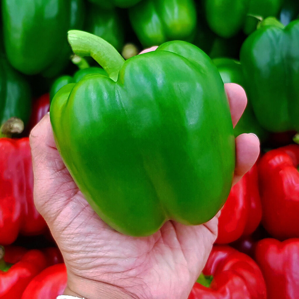 when to pick peppers