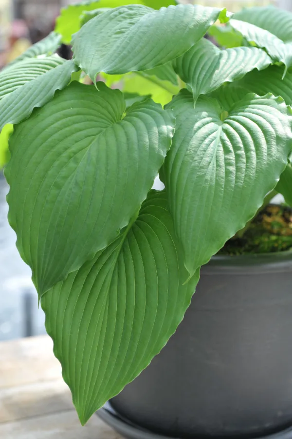 hostas in pots