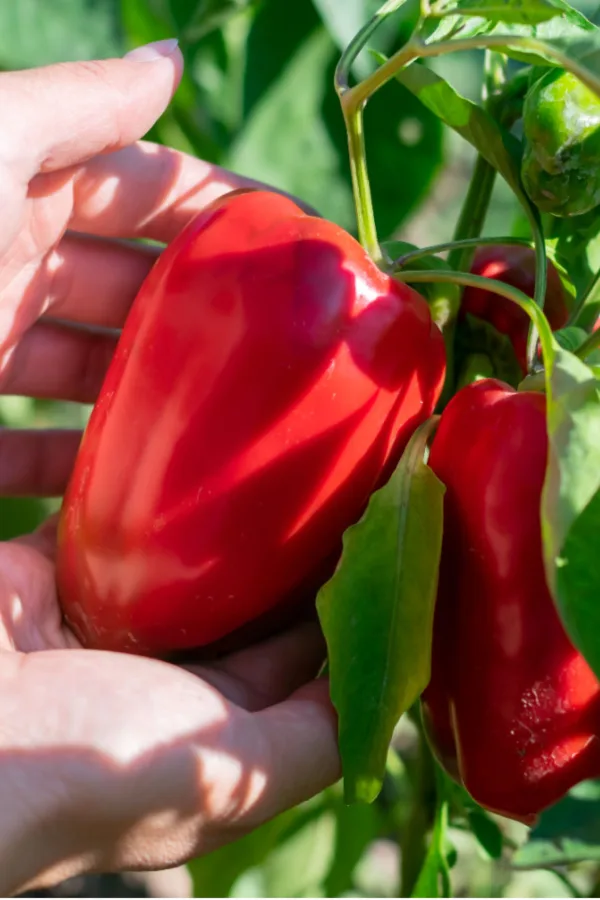 maturing red peppers  - how to tell when peppers are ripe