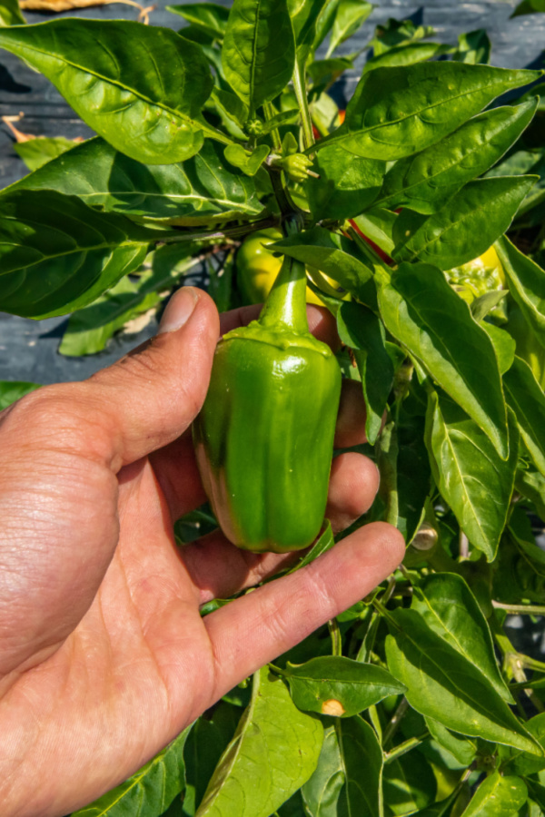 how to harvest green bell peppers - tell when peppers are ripe