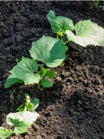 replant cucumbers with seeds