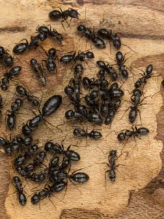 how to stop carpenter ants