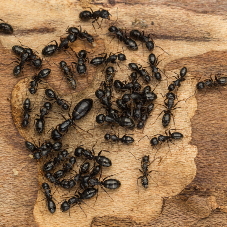 how to stop carpenter ants