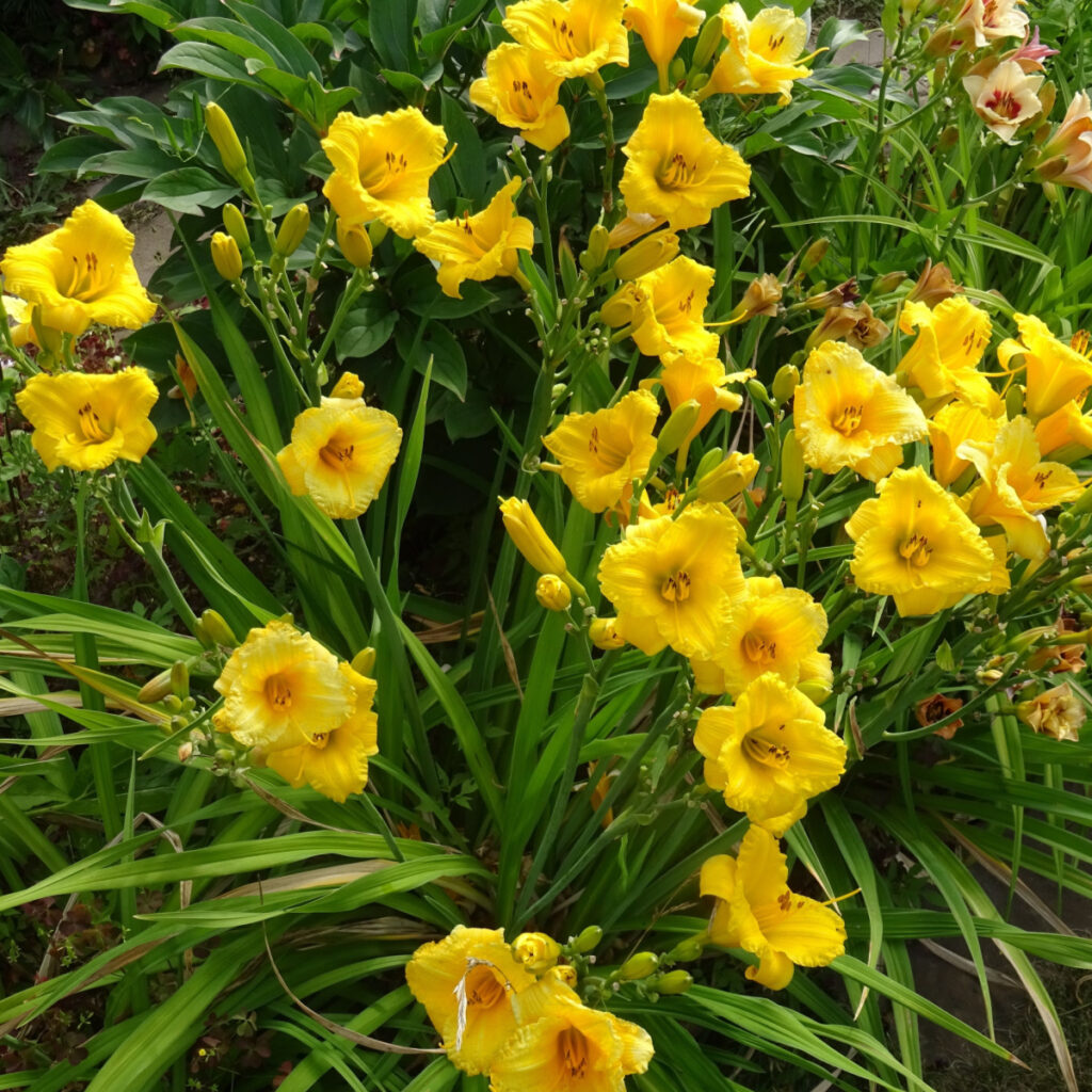 daylilies after they flower