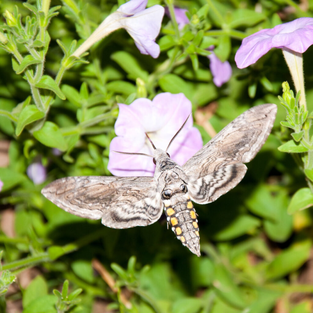 hornworm moth