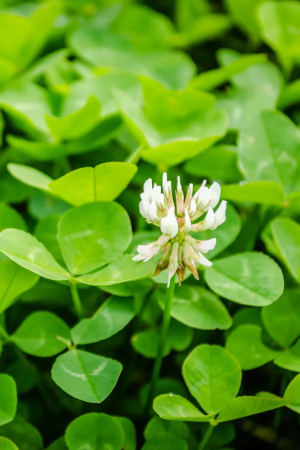 A patch of clover with one white flower.