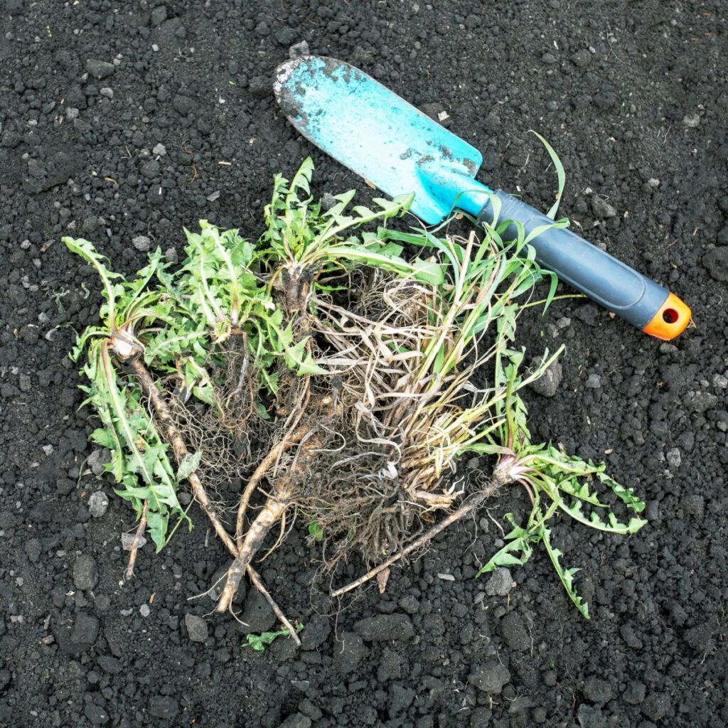 A pile of weeds on top of a compost pile