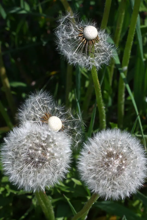 A closeup of dandelion seed heads.