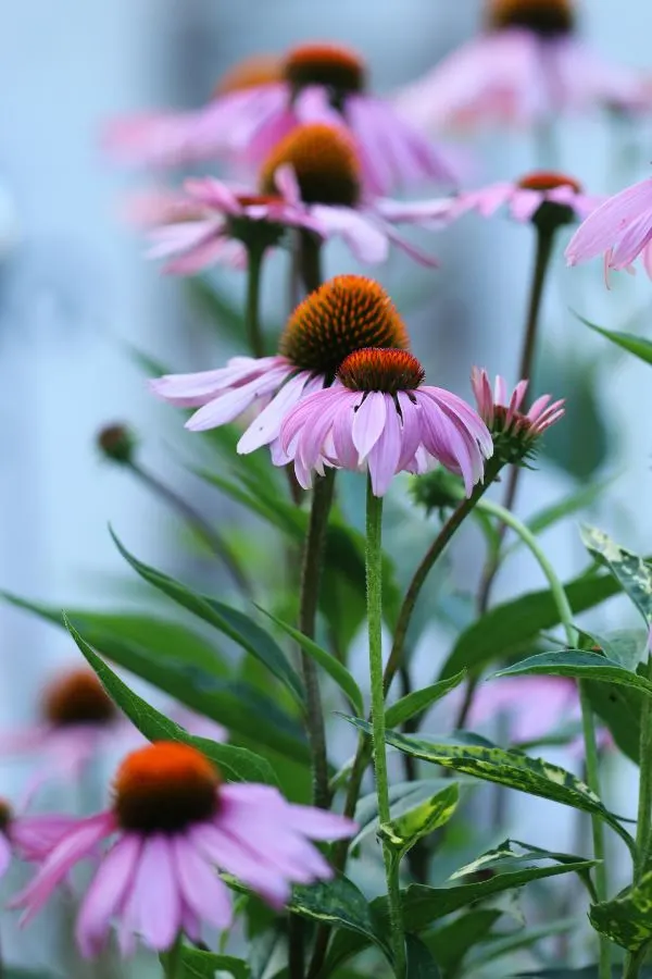 Coneflower