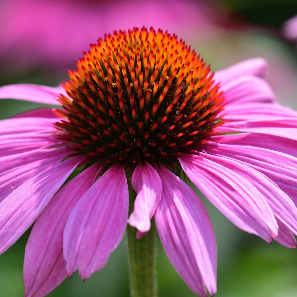 What to Do With Coneflower After it Blooms