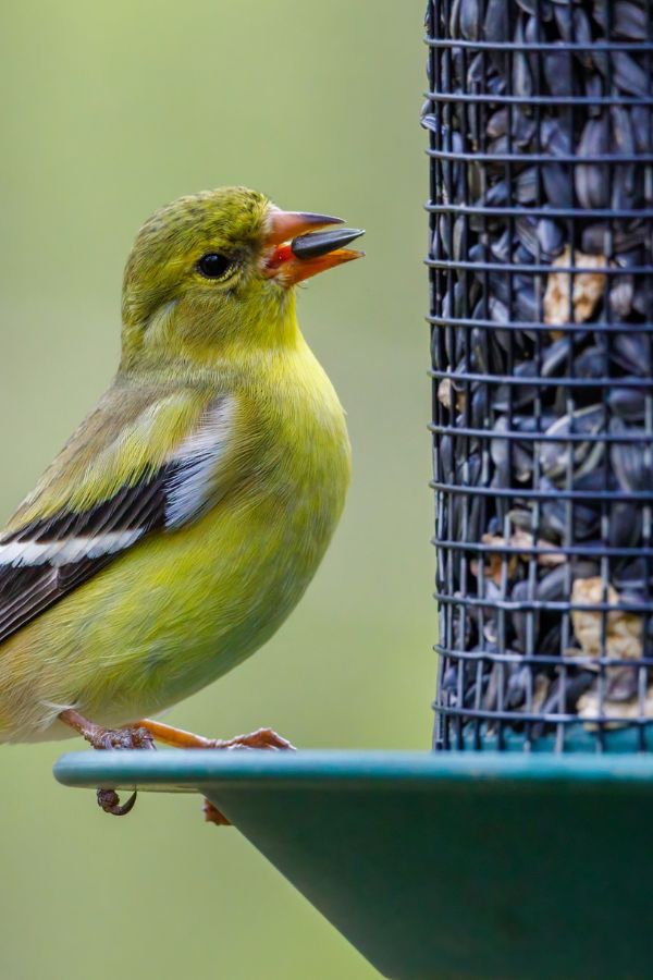 bird eating seeds from bird feeder