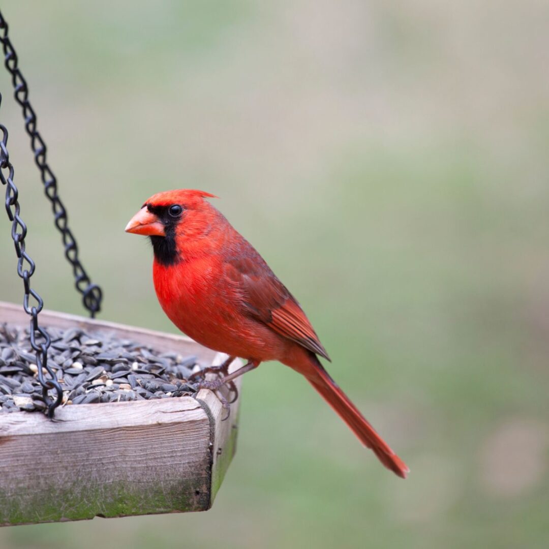 Feeding Birds In The Fall - How To Help Birds Prepare For Winter!