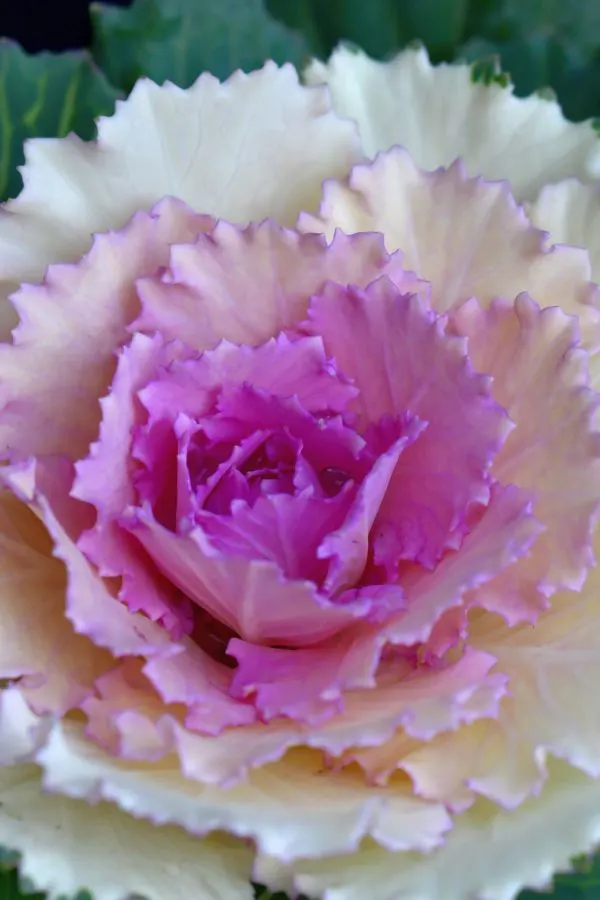 pink and white ornamental kale