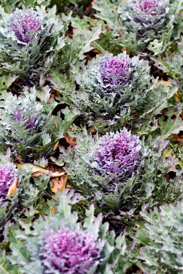 kale with frost