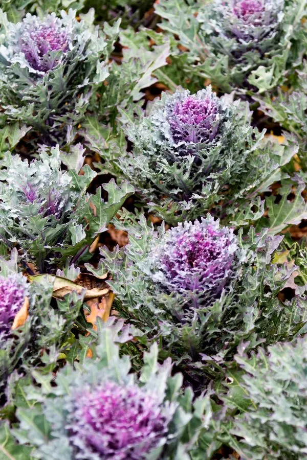 Growing Ornamental Kale The Perfect Plant For Fall Decorating!