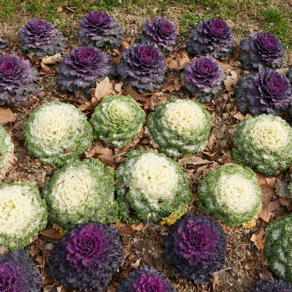 The Amazing Fall Beauty Of Ornamental Kale - And How To Grow It!