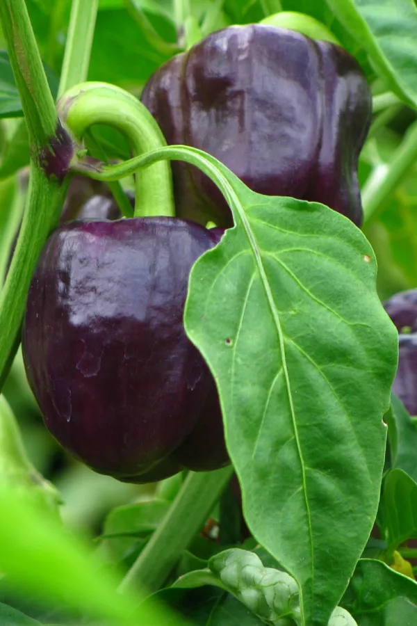 Merlot plant growing in a garden