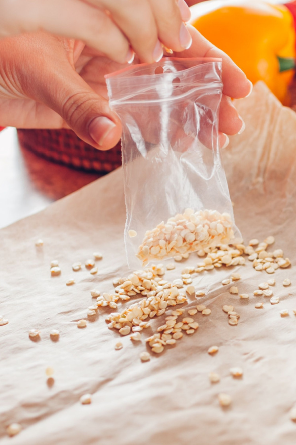 Putting pepper seeds in a small plastic envelope